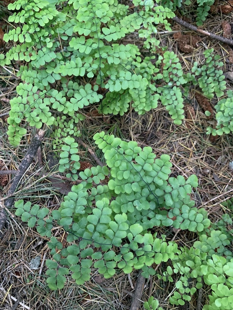 Adiantum venustum photo 6
