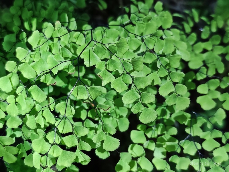 Adiantum venustum photo 7