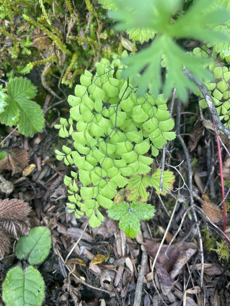 Adiantum venustum photo 8