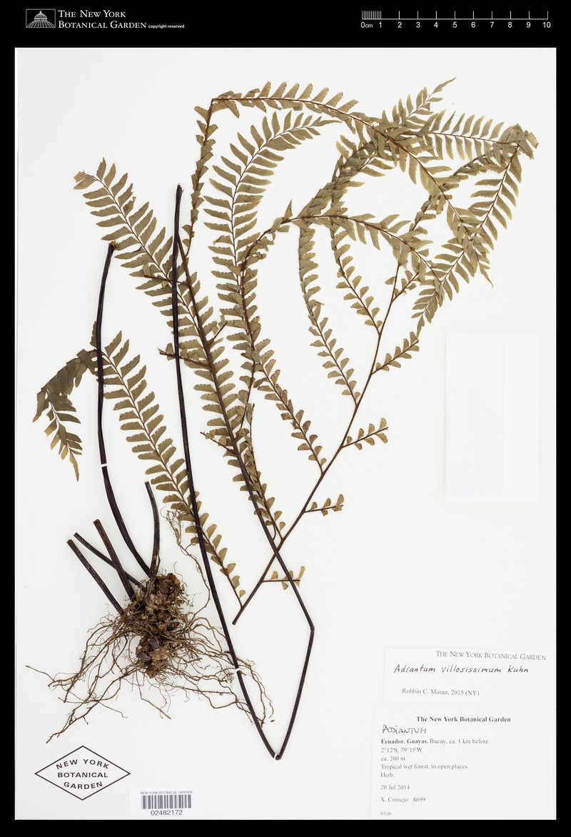 Adiantum villosissimum