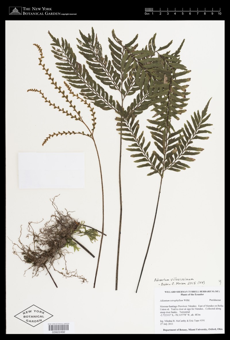 Adiantum villosissimum photo 2