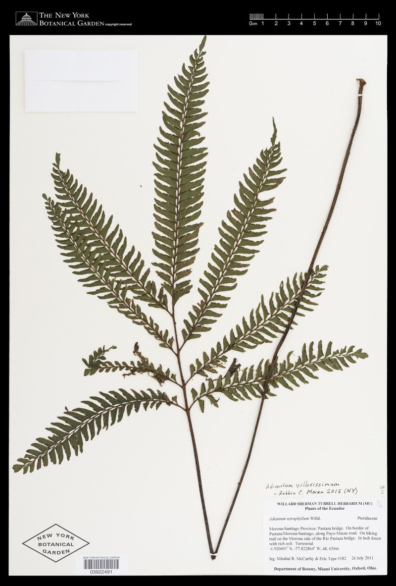 Adiantum villosissimum photo 3