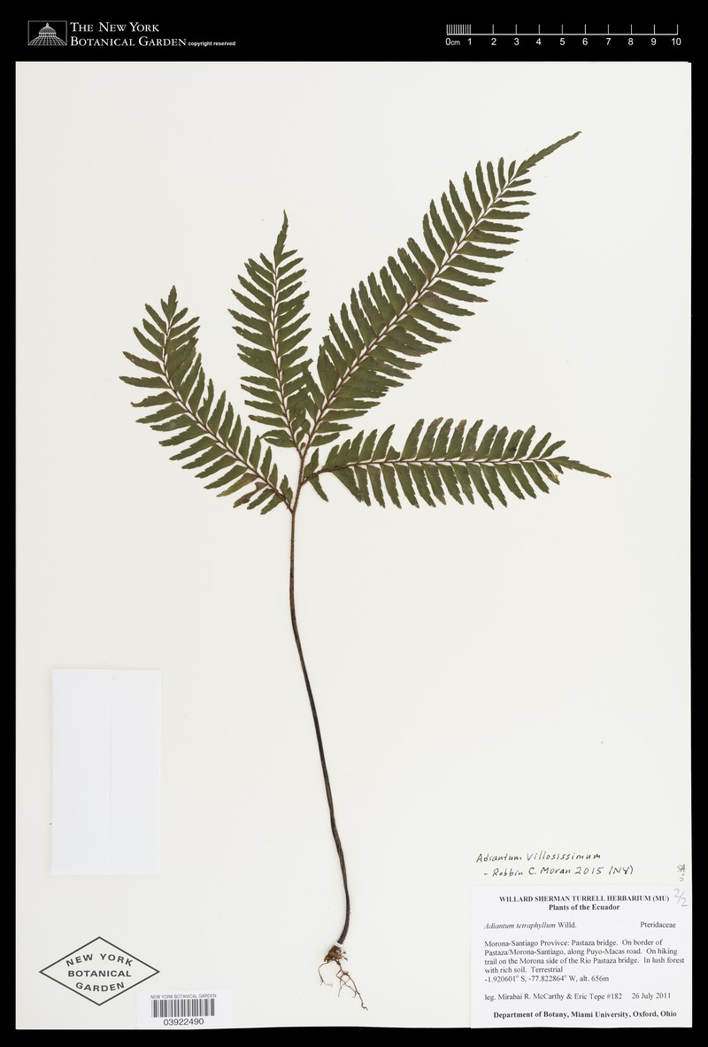 Adiantum villosissimum photo 4