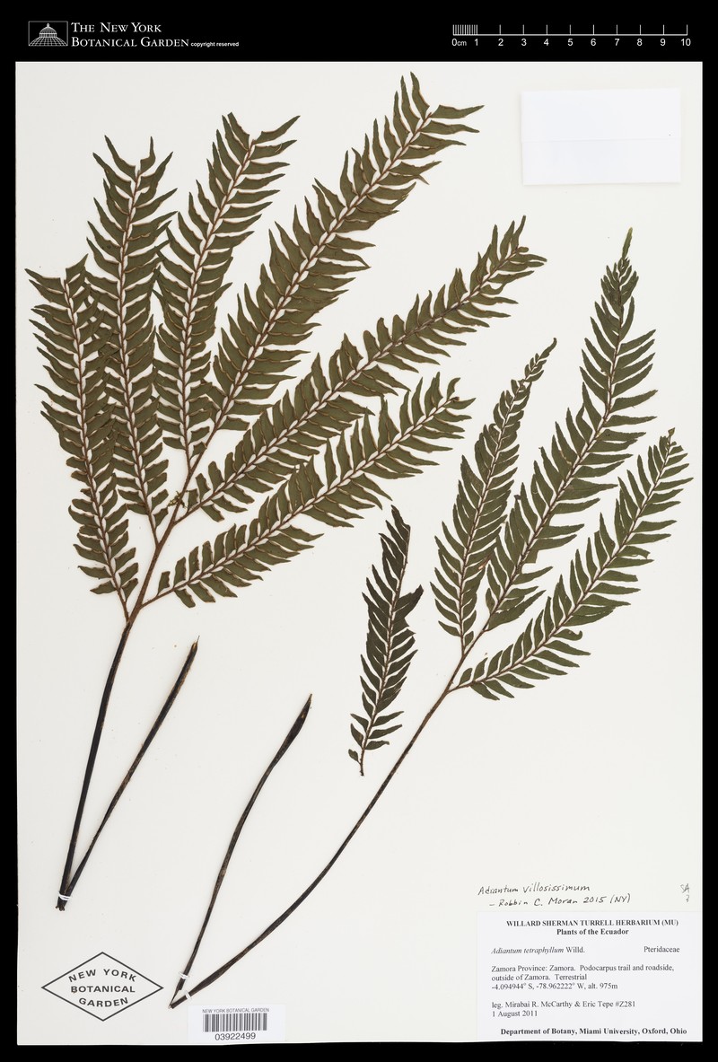 Adiantum villosissimum photo 5