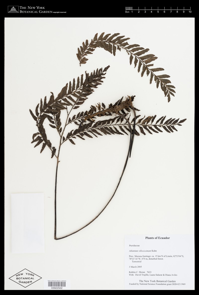 Adiantum villosissimum photo 6