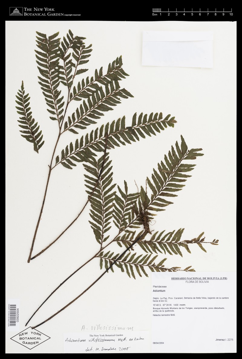 Adiantum villosissimum photo 7