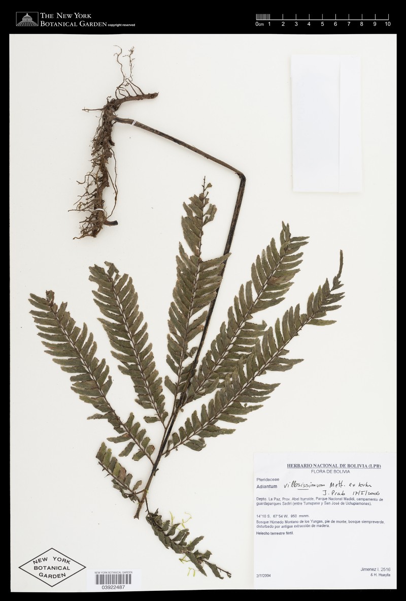 Adiantum villosissimum photo 8