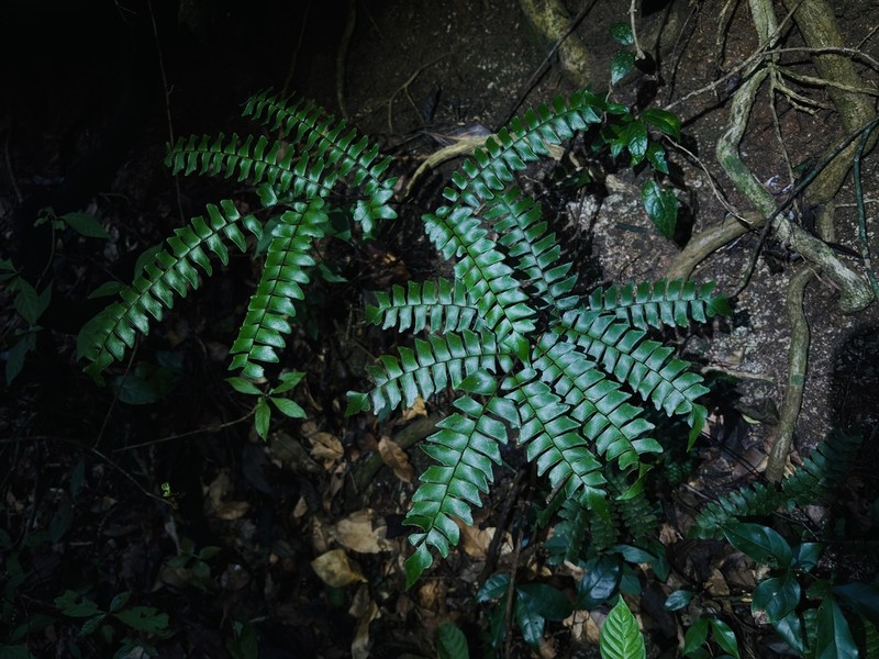 Woolly Maidenhair