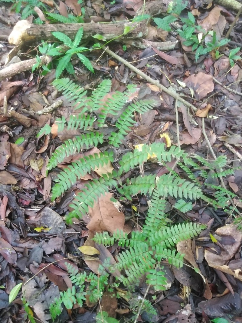 Woolly Maidenhair photo 2