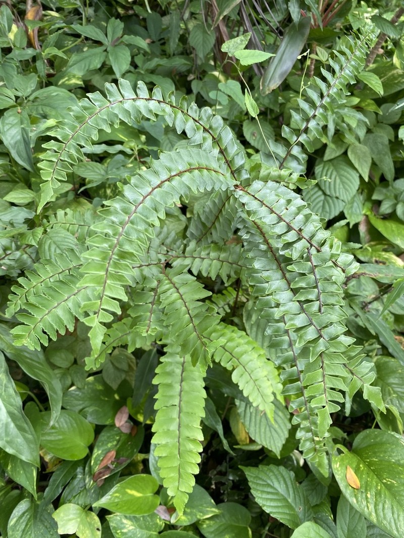 Woolly Maidenhair photo 3