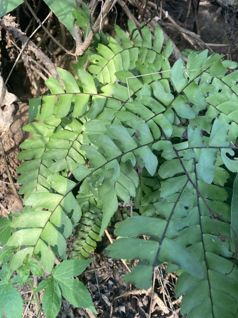 Woolly Maidenhair photo 4