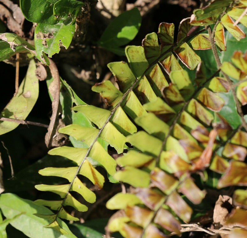 Woolly Maidenhair photo 5