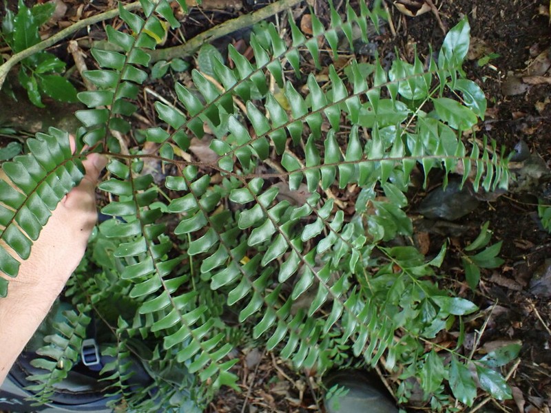 Woolly Maidenhair photo 6