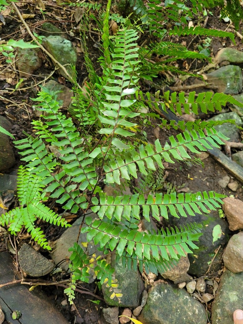 Woolly Maidenhair photo 7