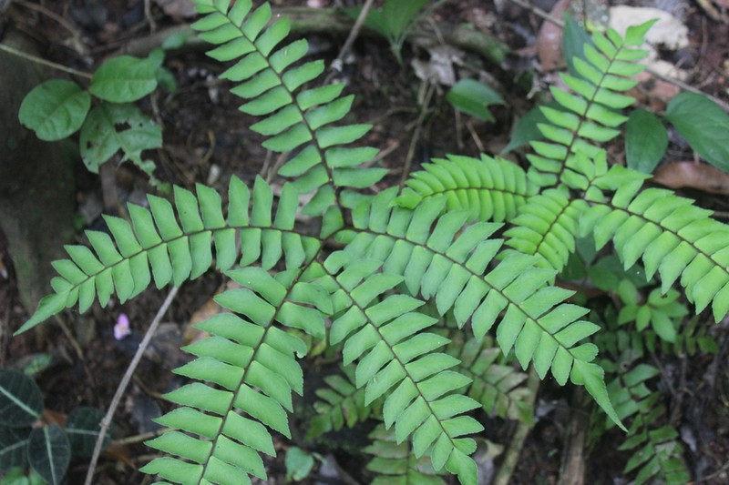 Woolly Maidenhair photo 8