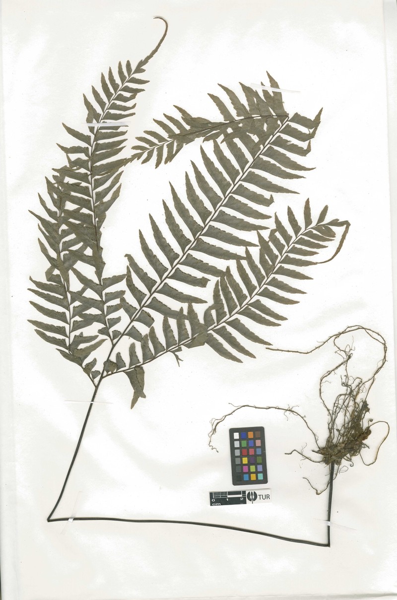 Puerto Rico Maidenhair