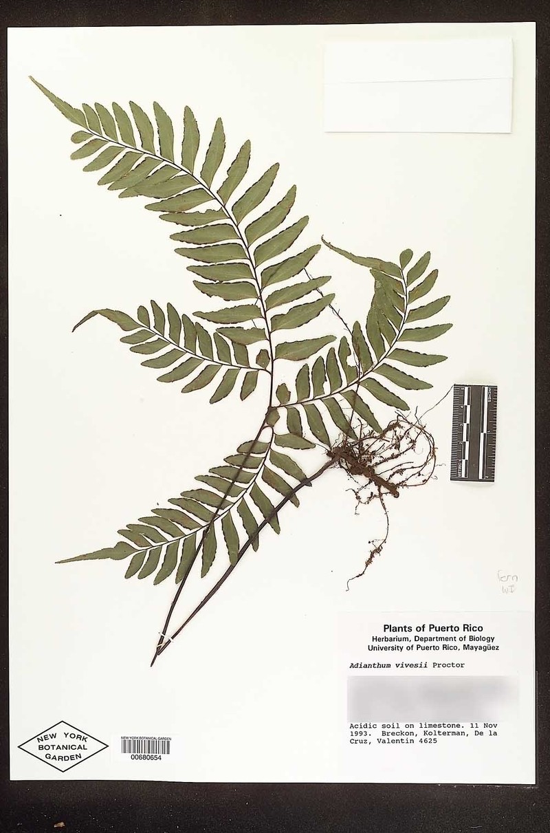 Puerto Rico Maidenhair photo 2