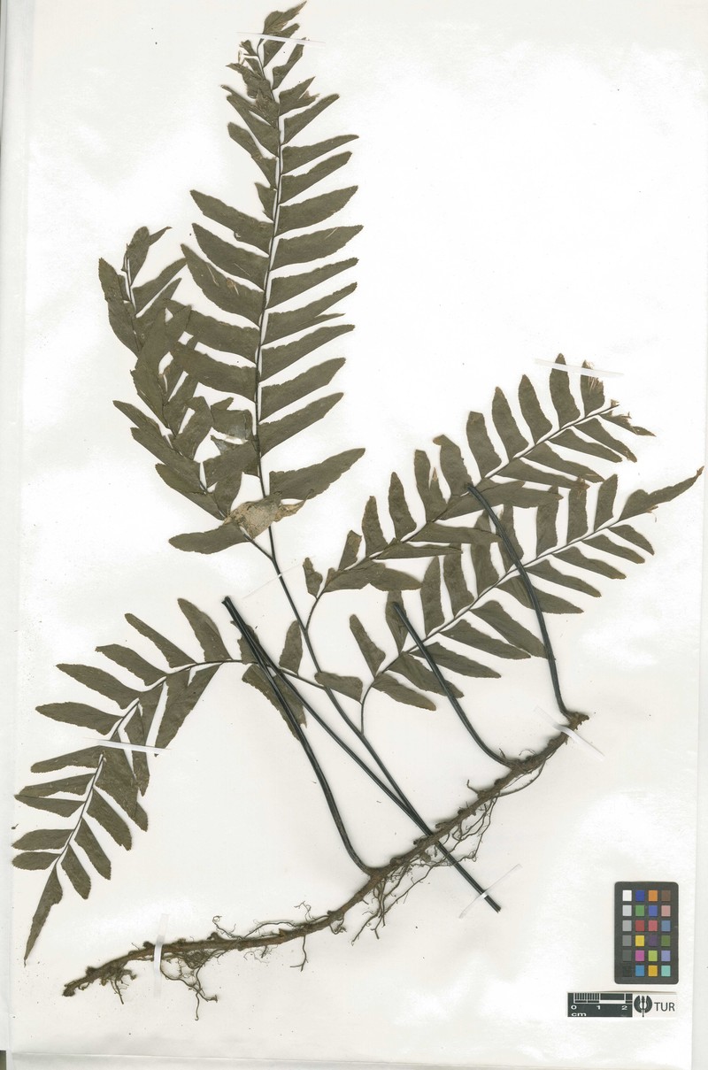 Puerto Rico Maidenhair photo 3