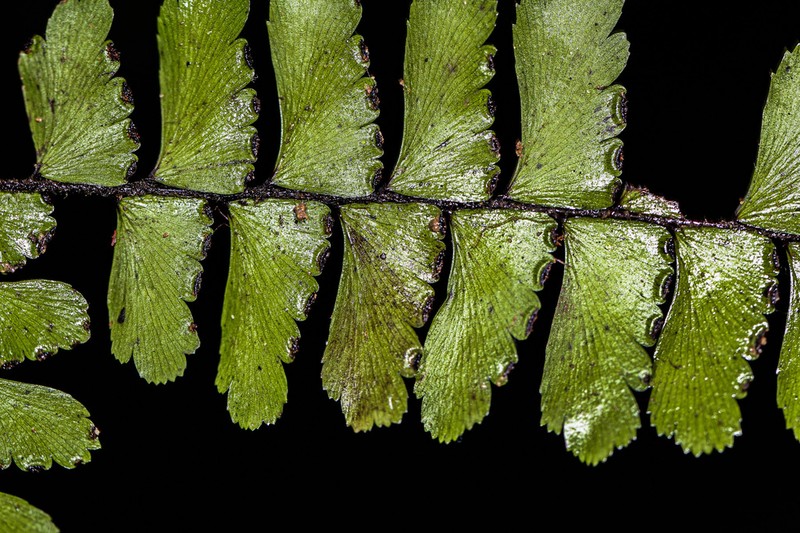 Adiantum vogelii photo 5