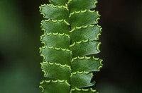 Adiantum vogelii