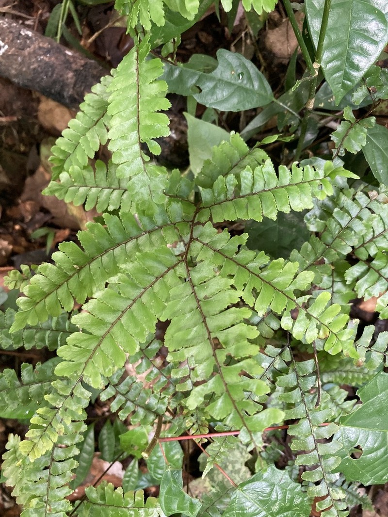 Adiantum vogelii photo 2