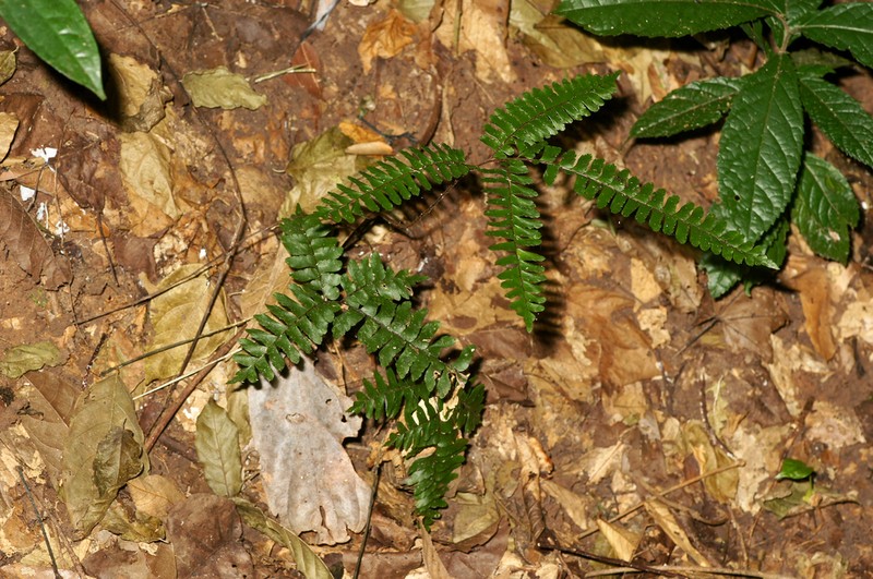 Adiantum vogelii photo 3