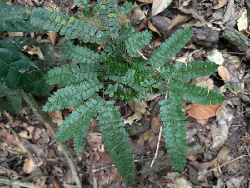 Adiantum vogelii photo 4