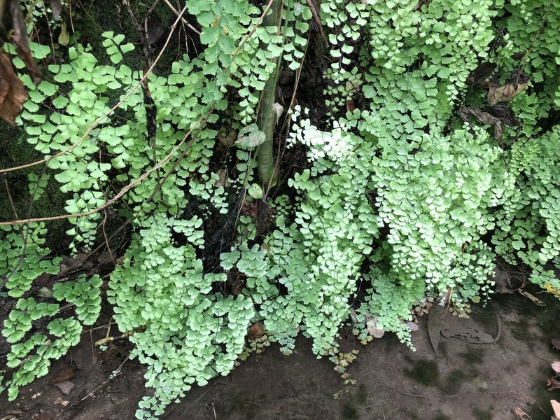 Adiantum wattii photo 3