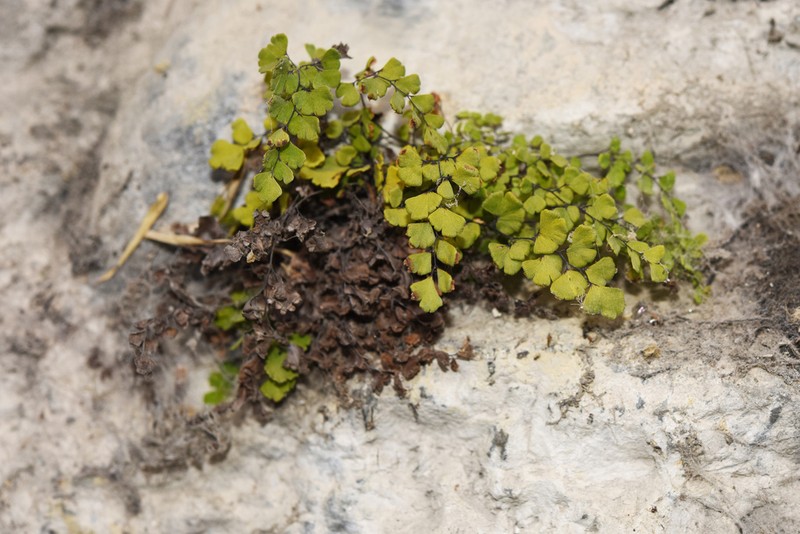 Adiantum wattii photo 4
