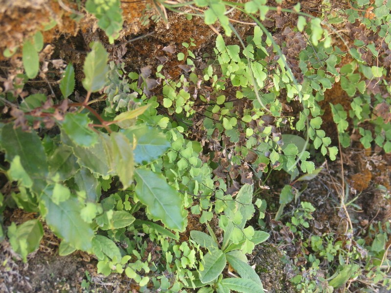 Adiantum wattii photo 5