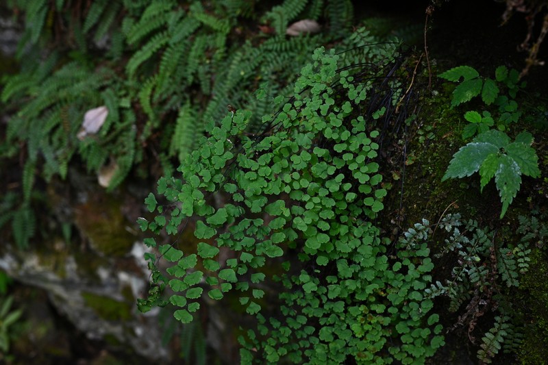 Adiantum wattii photo 6