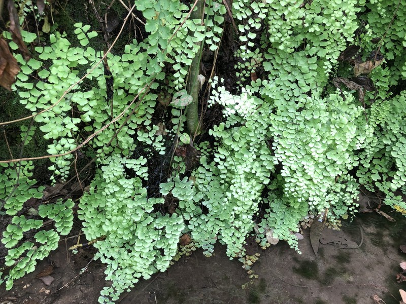 Adiantum wattii photo 7