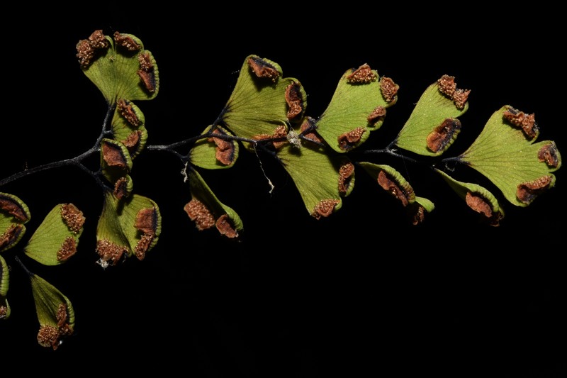 Adiantum wattii photo 8