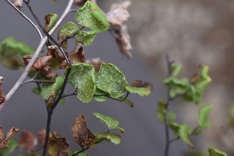 Adiantum weatherbyanum
