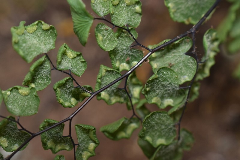 Adiantum weatherbyanum photo 2