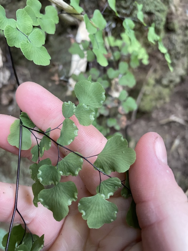 Adiantum weatherbyanum photo 3
