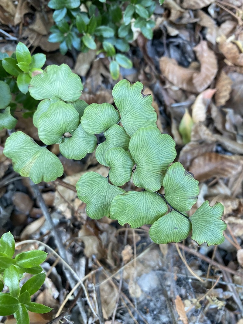 Adiantum weatherbyanum photo 4