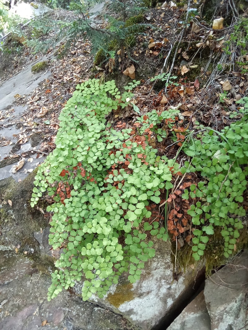 Adiantum weatherbyanum photo 5