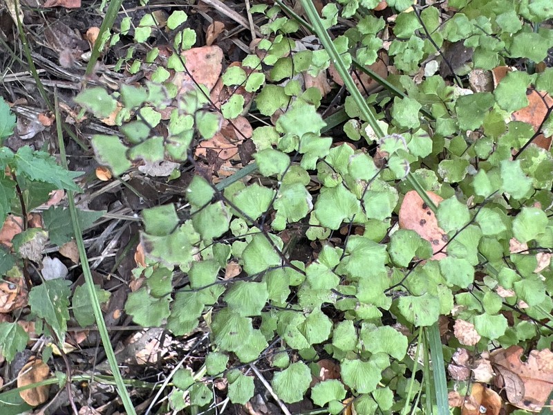 Adiantum weatherbyanum photo 6