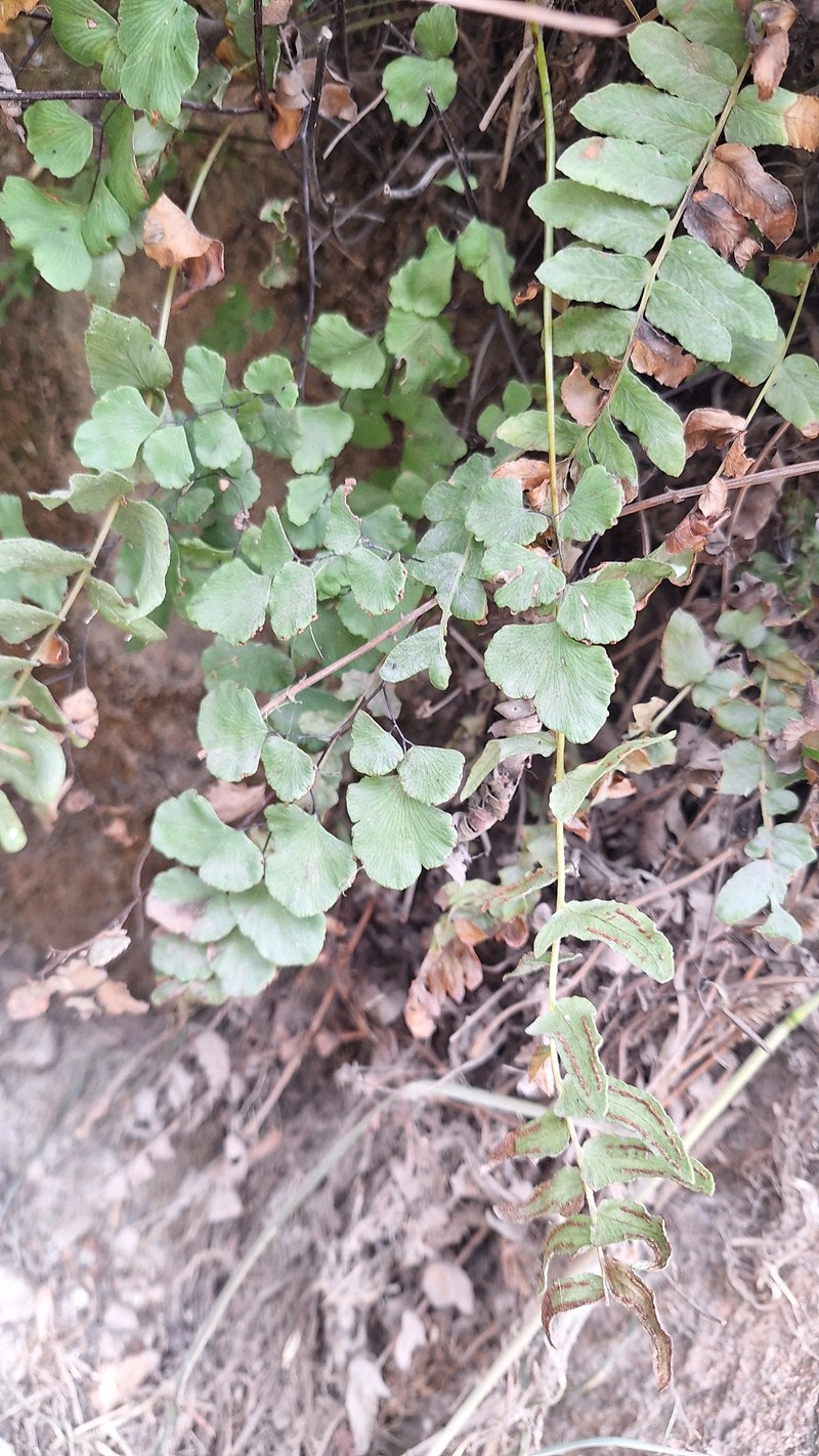 Adiantum weatherbyanum photo 7