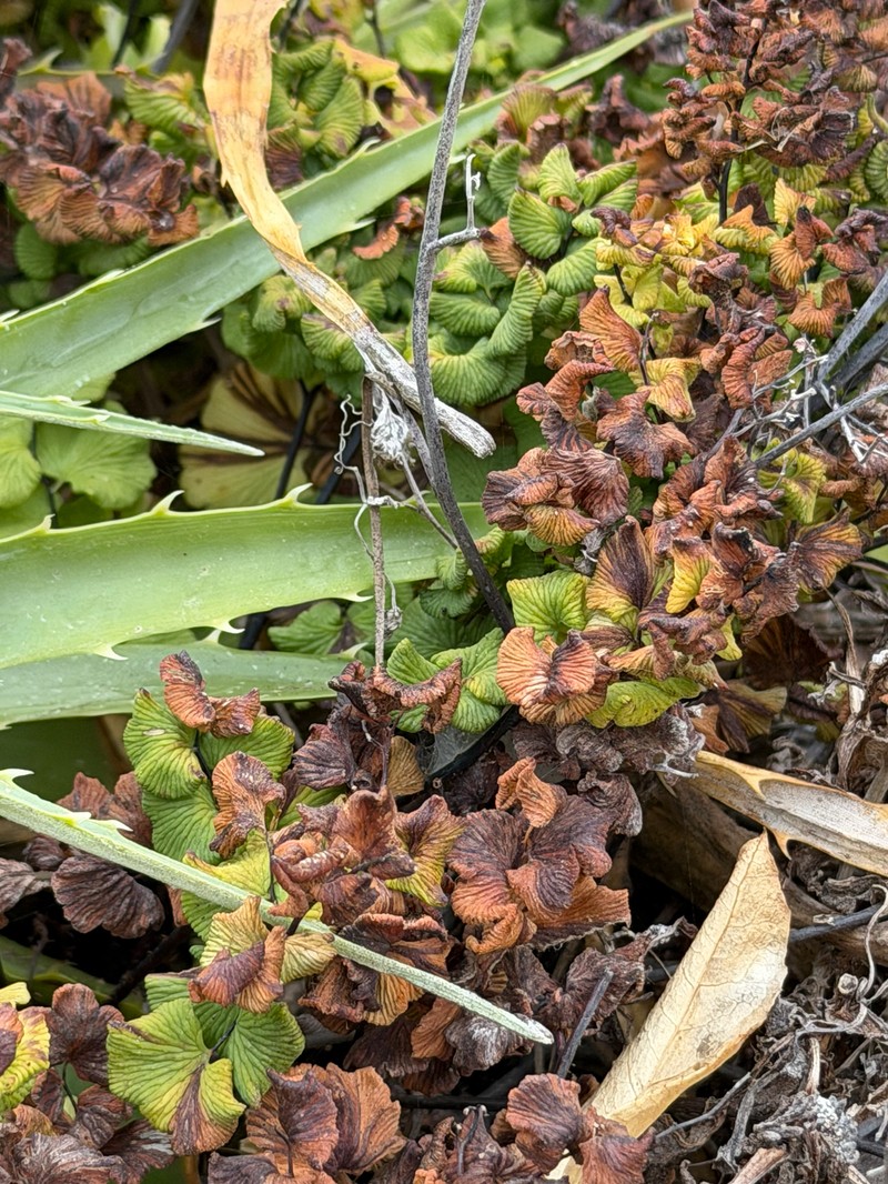 Adiantum weatherbyanum photo 8