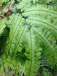 Adiantum wilesianum