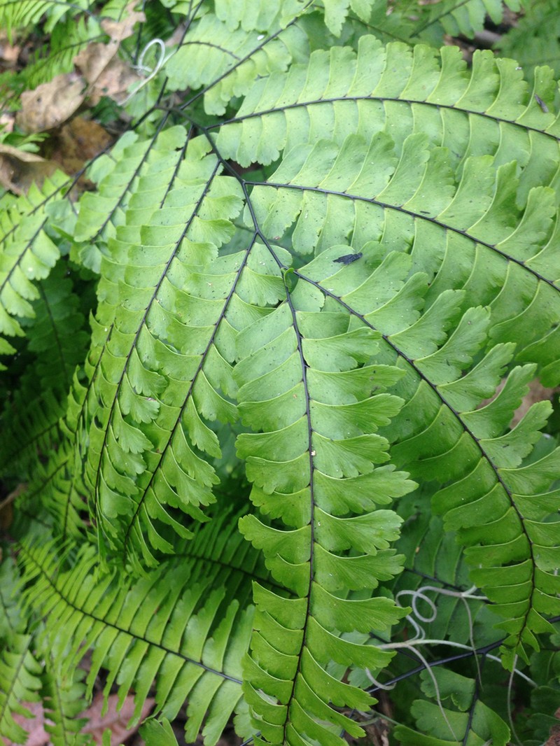 Adiantum wilesianum