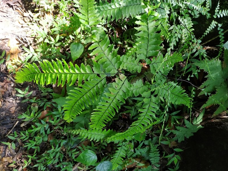 Adiantum wilesianum photo 2