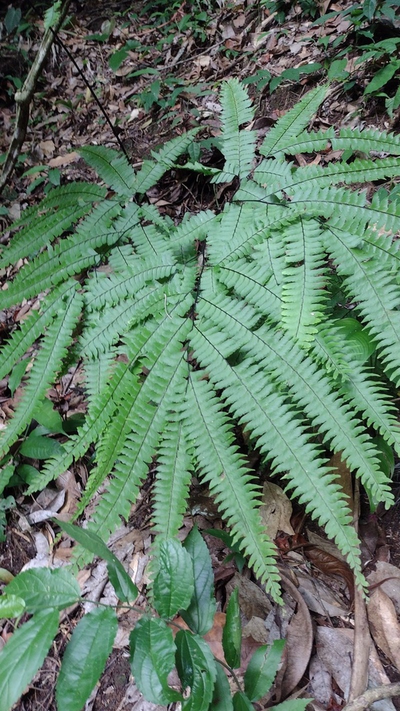 Adiantum wilesianum photo 3