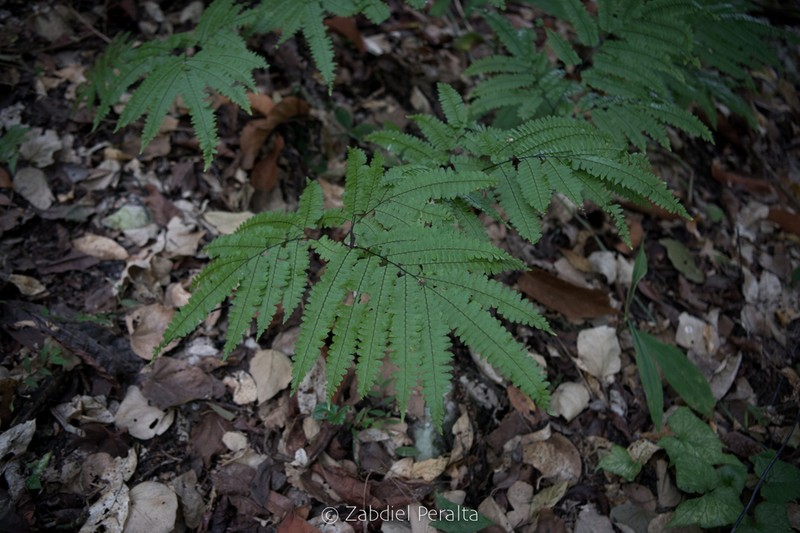 Adiantum wilesianum photo 4