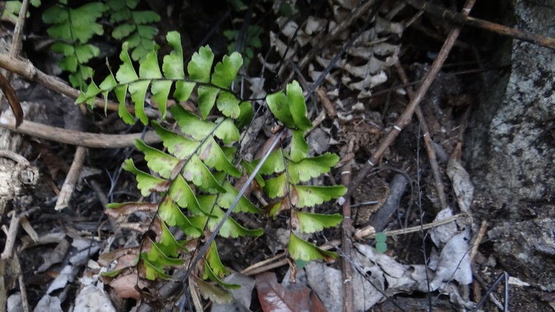 Adiantum wilesianum photo 5