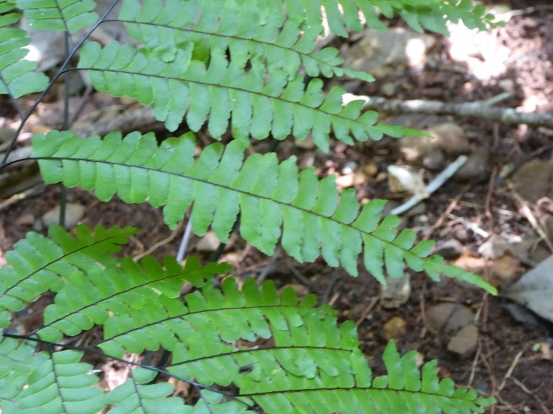 Adiantum wilesianum photo 6