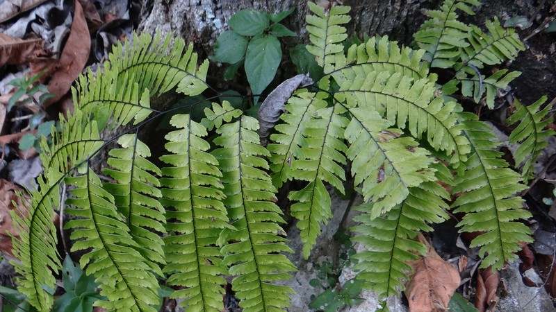 Adiantum wilesianum photo 7