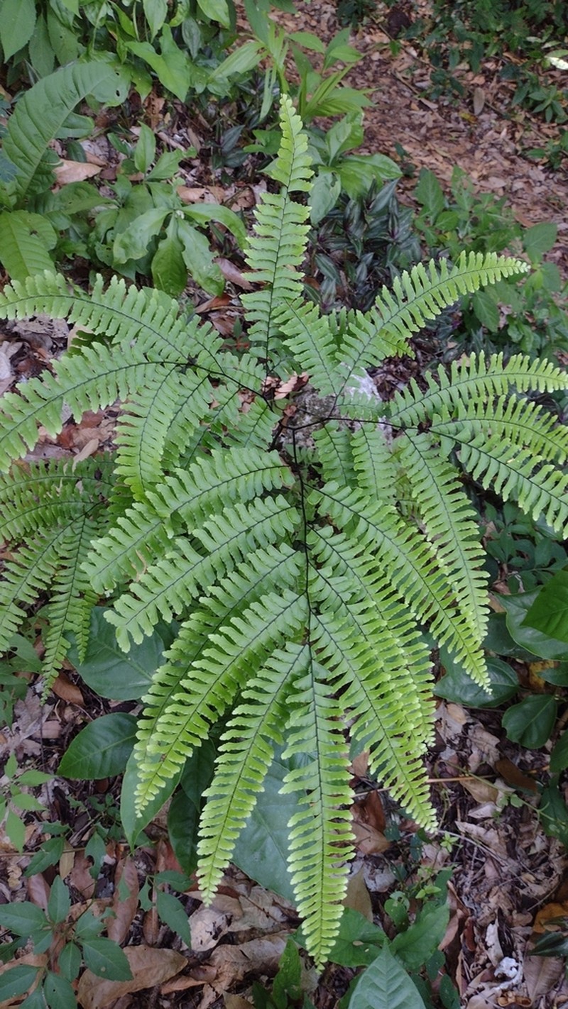 Adiantum wilesianum photo 8